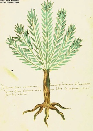 rosemary