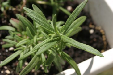 rosemary